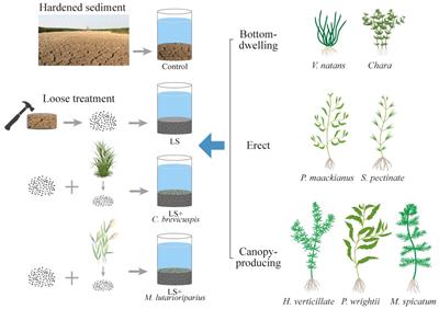 Response of submerged macrophytes of different growth forms to multiple sediment remediation measures for hardened sediment